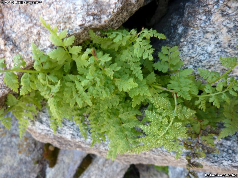 Cystopteris fragilis