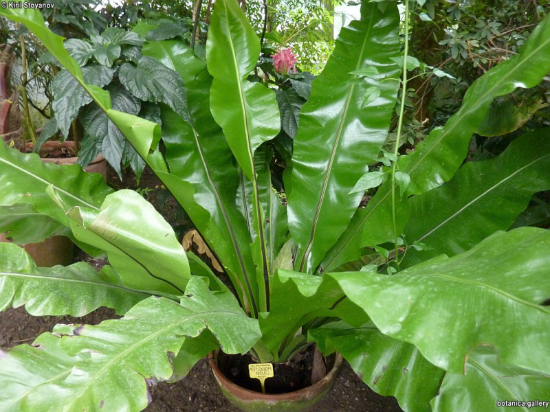 Asplenium nidus