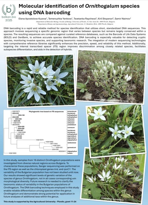 Apostolova-Kuzova & al. 2025. Molecular identification of Ornithogalum species using DNA barcoding